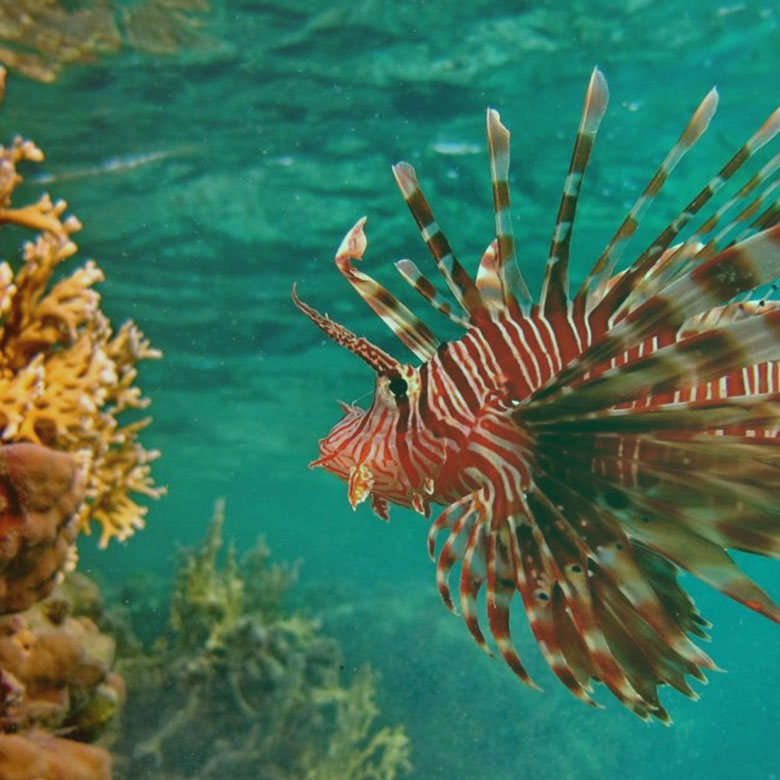 lion fish at hiukkaduwa lion fish at hiukkaduwa
